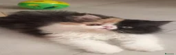 Persa gatos en venta: 🧡 PRECIOSOS GATITOS PERSA  🤍 en Murcia - Anuncio 4