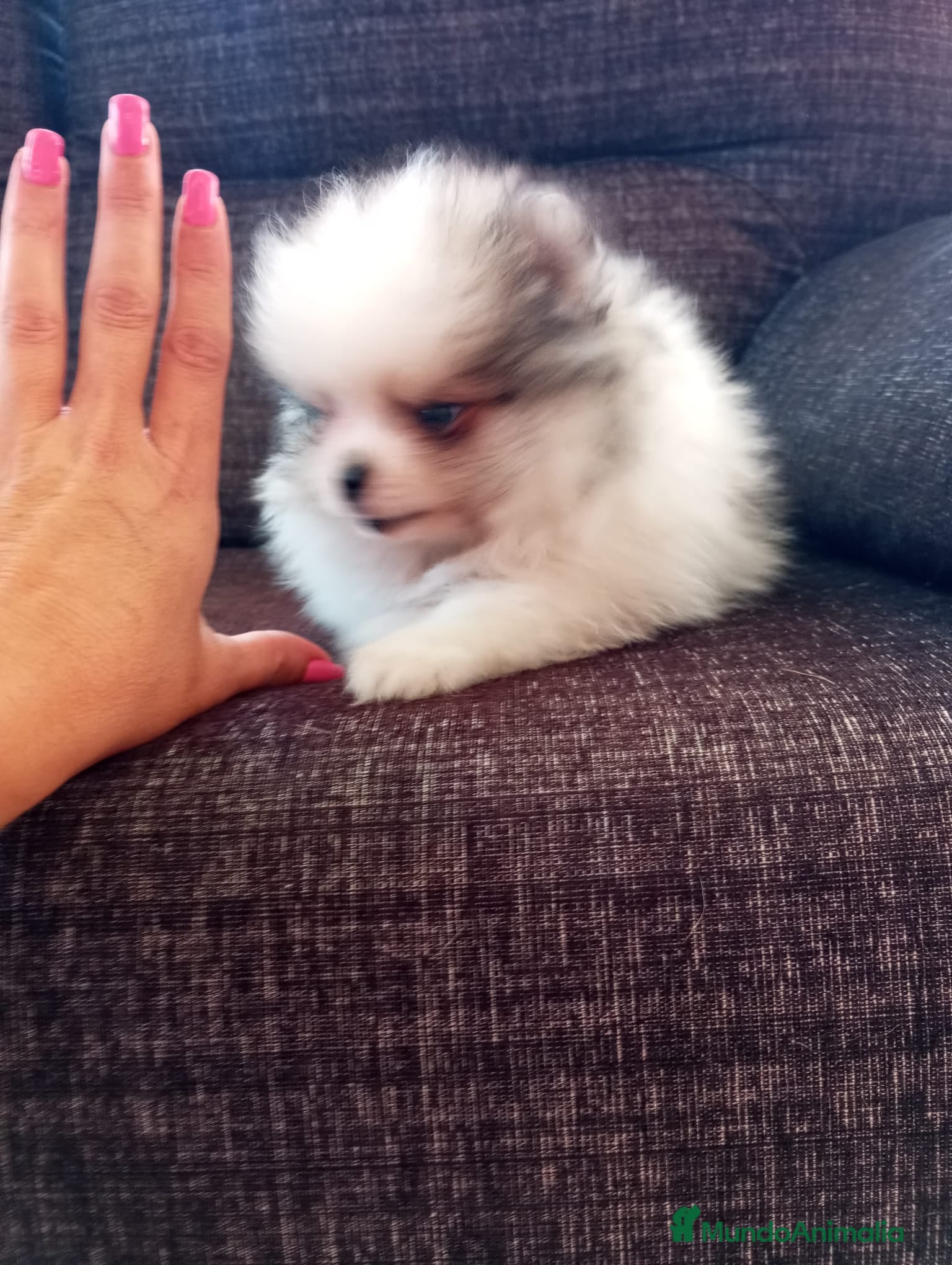 Pomerania perros Pomerania de Lulú - Anuncio 2