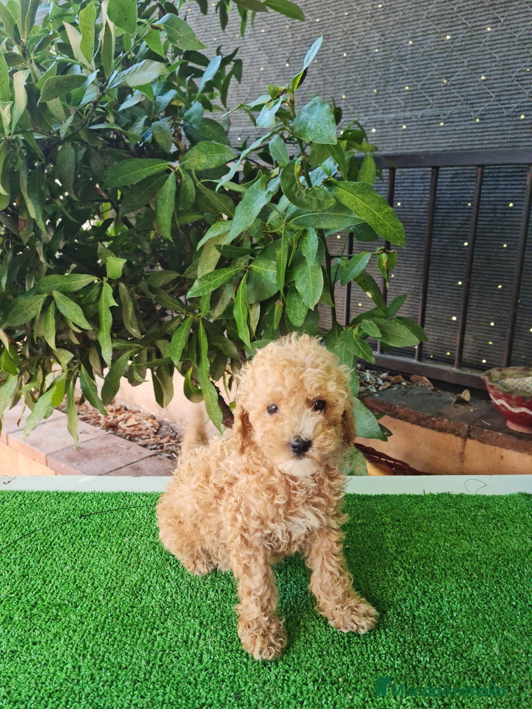 Caniche Toy perros en venta: Caniches toy - Imagen 7