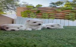 Bichón Maltés perros en venta: BICHÓN MALTÉS  - Imagen 11