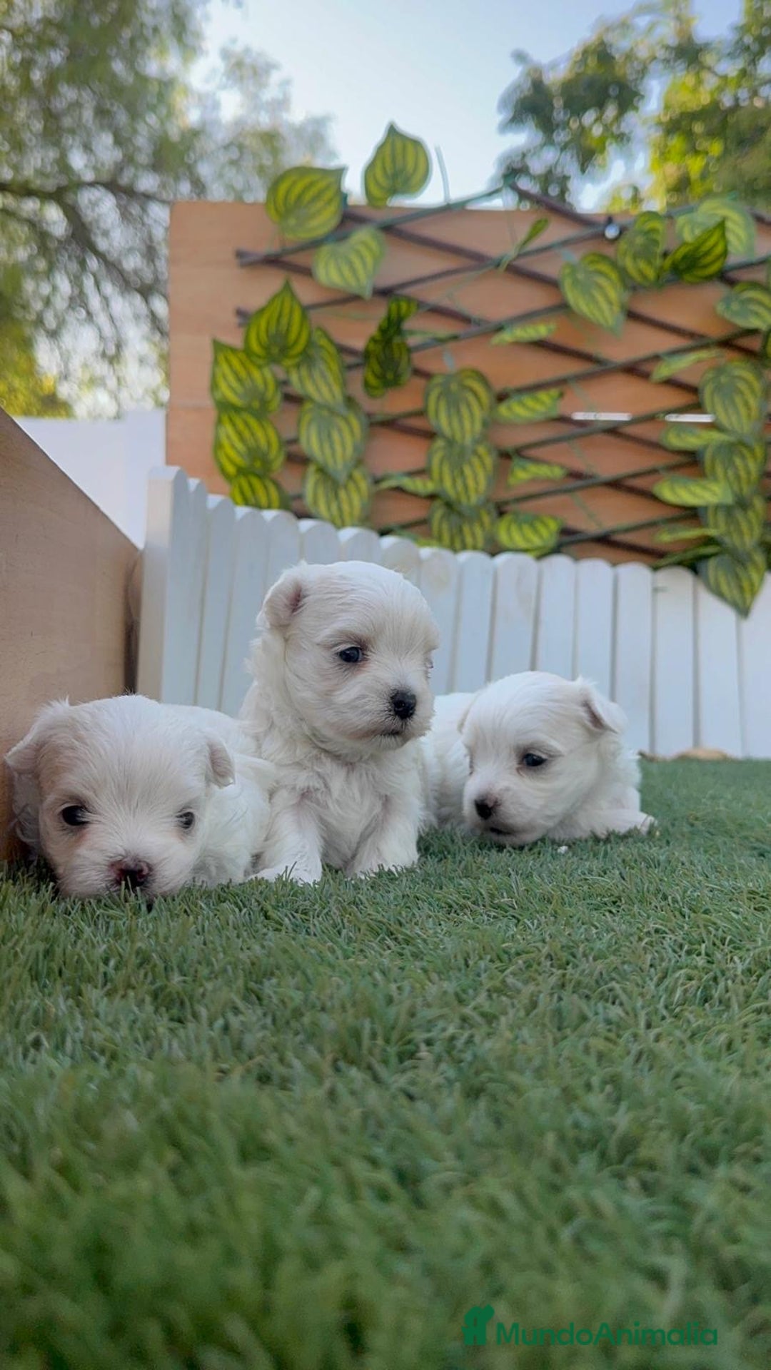 Bichón Maltés perros en venta: BICHÓN MALTÉS  - Imagen 11