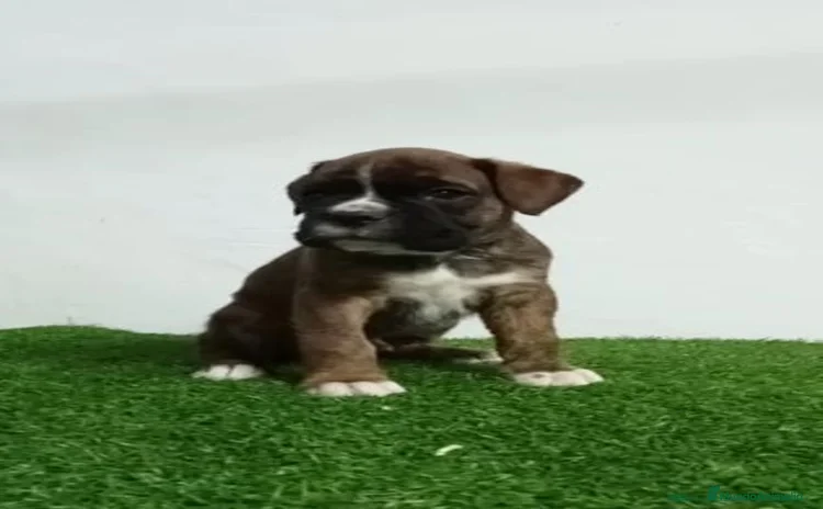 Boxer perros - Propaganda 1