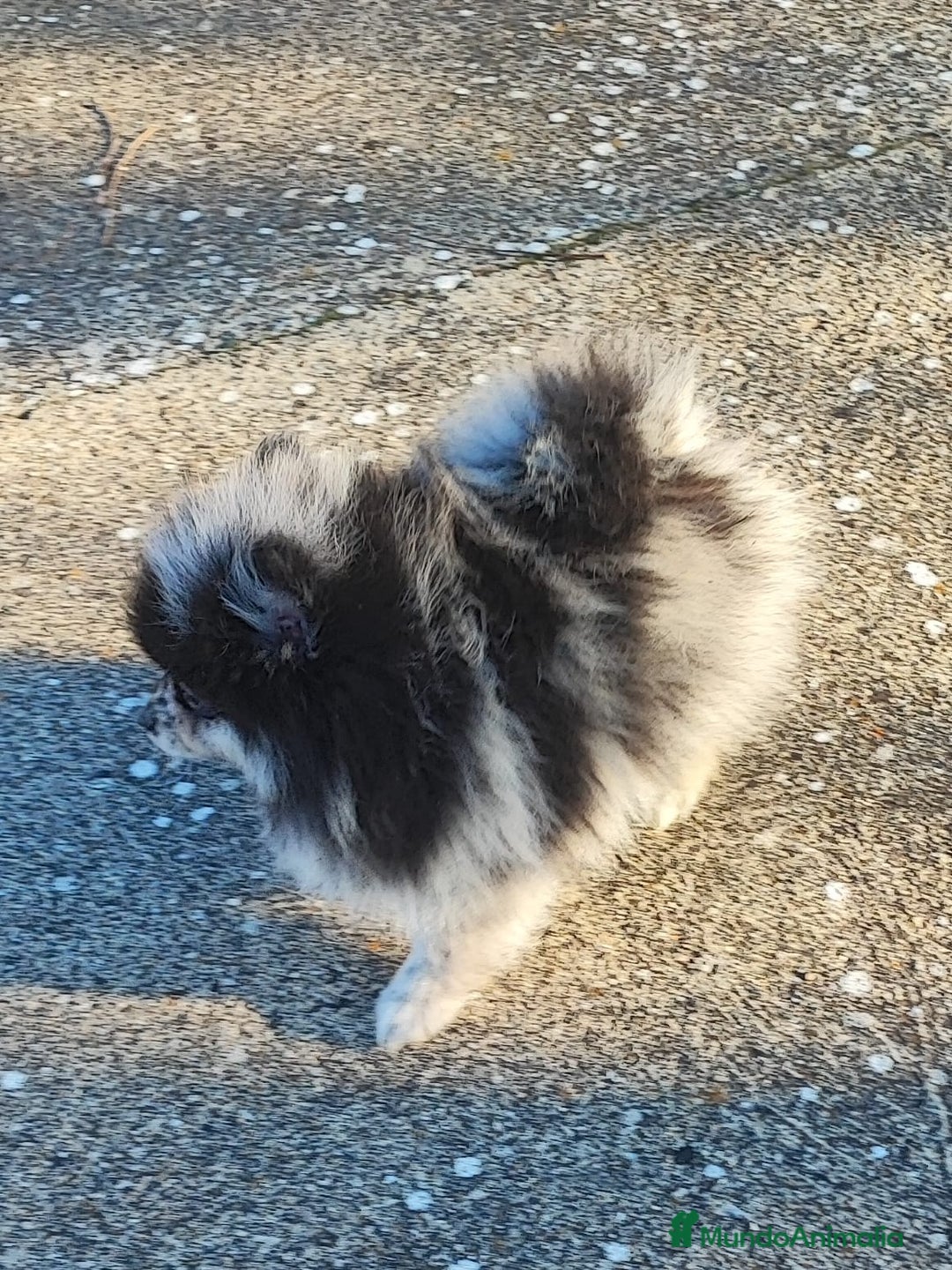 Pomerania perros en venta: Pomerania - Anuncio 3