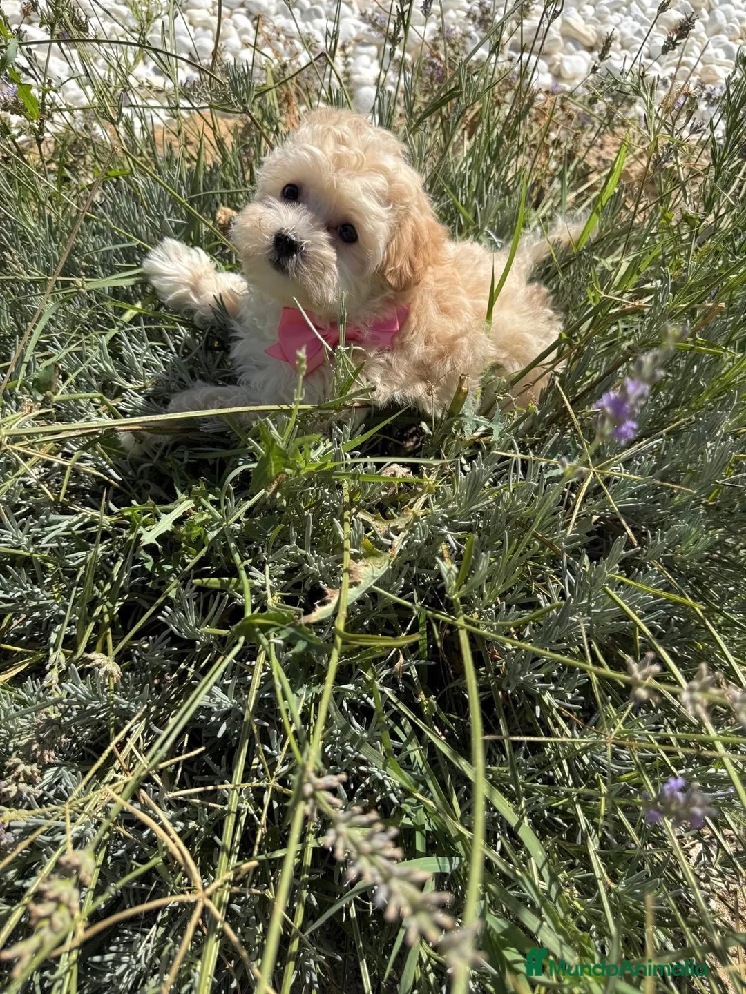 Maltipoo perros en venta: Maltipoo Hembra disponible toy!!! - Anuncio 1