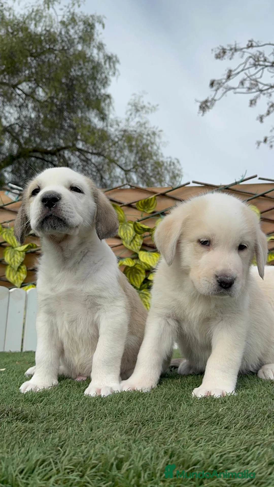 Mastín Español perros en venta: MASTIN ESPAÑOL - Anuncio 11