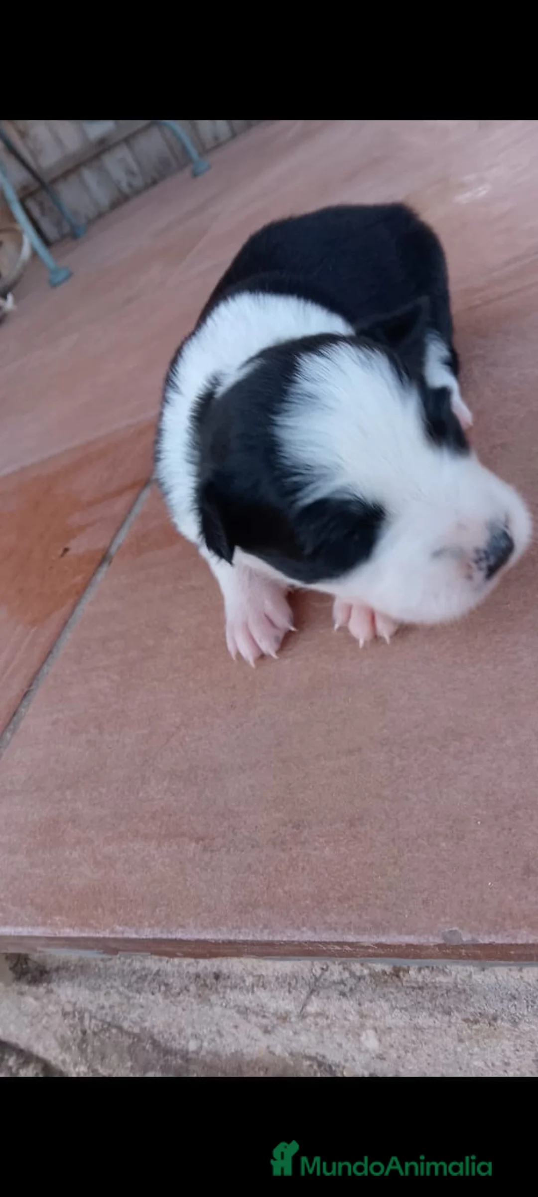 Border Collie perros en venta: Border collie bicolor  - Anuncio 6