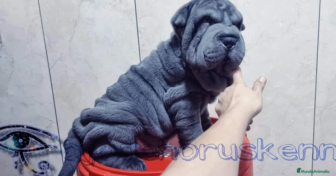 Shar Pei perros en venta: ‼️‼️Preciosa camada de minipeis  - Anuncio 1