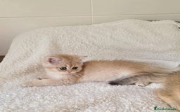 Británico de Pelo Corto gatos en venta: British Golden Chinchilla Hembra - Imagen 2