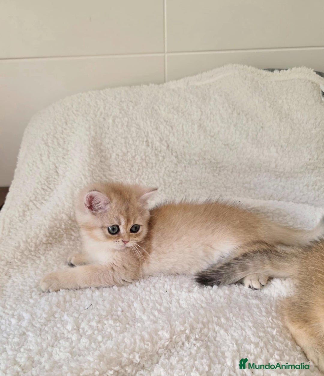 Británico de Pelo Corto gatos en venta: British Golden Chinchilla Hembra - Imagen 2