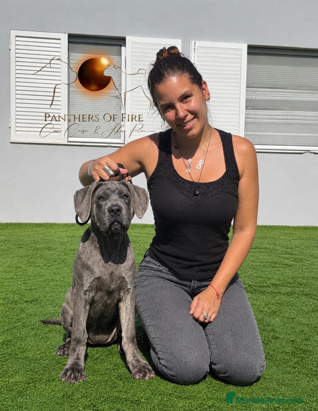 Cane Corso perros Cachorros de cane corso en Barcelona  - Anuncio 1