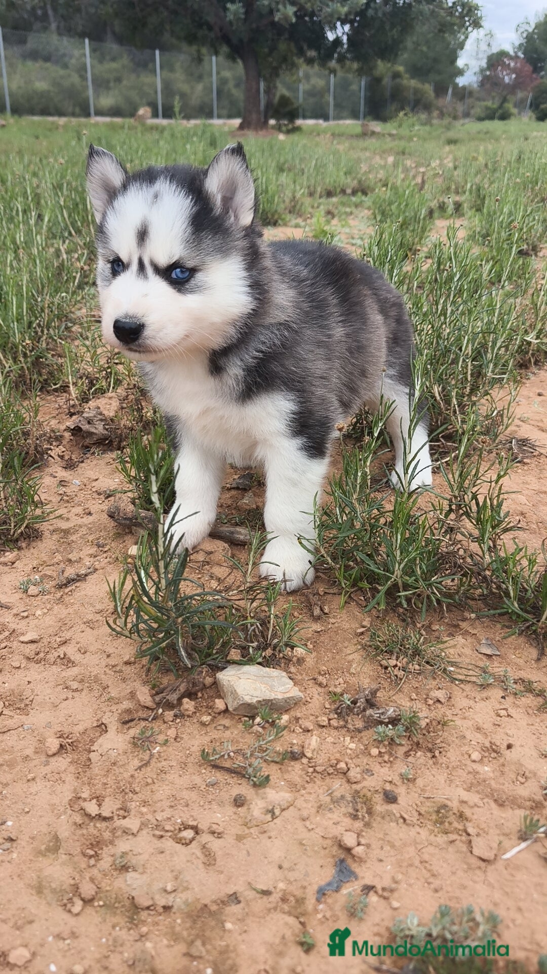 Husky Siberiano perros en venta: Husky SIBERIANO disponibles  - Anuncio 5