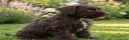 Schnauzer Miniatura perros en venta: Schnauzer miniatura exóticos - Anuncio 4