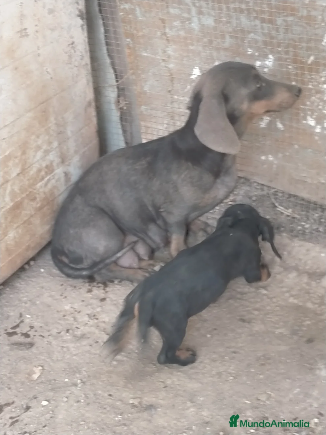 Teckel Miniatura perros en venta: Machito de teckel blue  - Anuncio 4