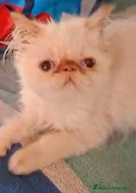 Persa gatos Persas himalayos mallorca - Anuncio 6