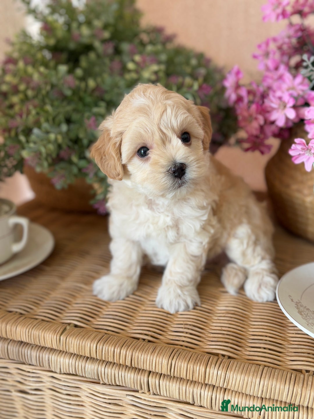 Maltipoo perros en venta: Maltipoo de caramelo !!!! - Imagen 2
