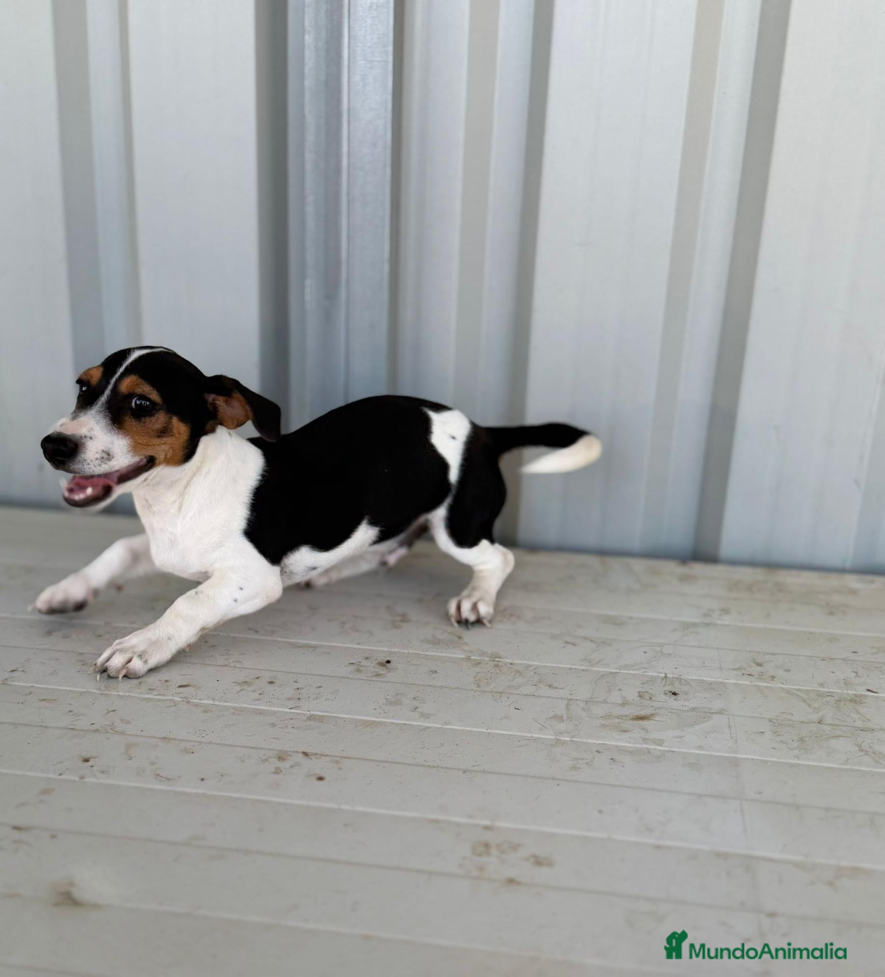Jack Russell Terrier perros Disponible Macho de Jack Russell  - Anuncio 2