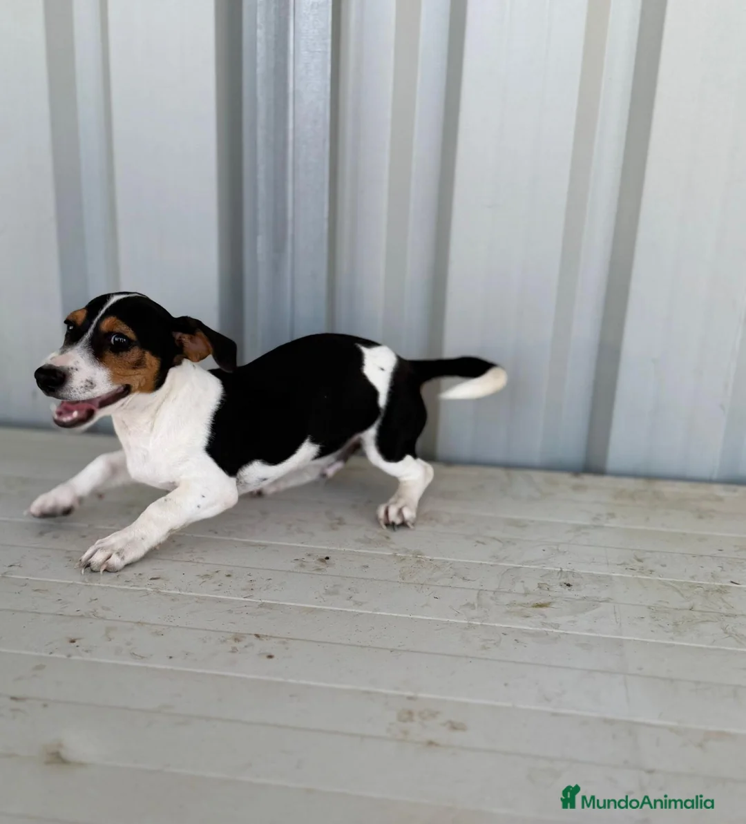 Jack Russell Terrier perros en venta: Disponible Macho de Jack Russell  - Anuncio 2