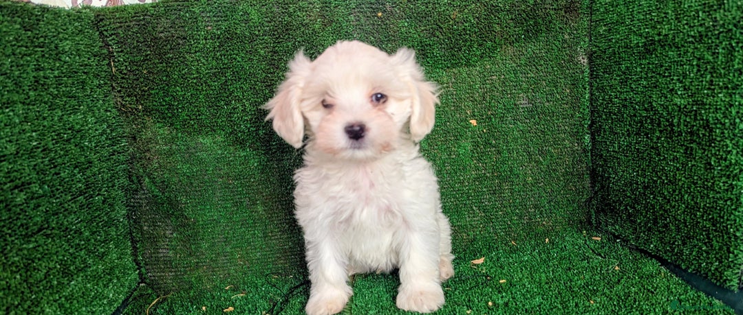 Bichón Maltés perros en venta: Se vende camada de bichón maltés toy  - Anuncio 4