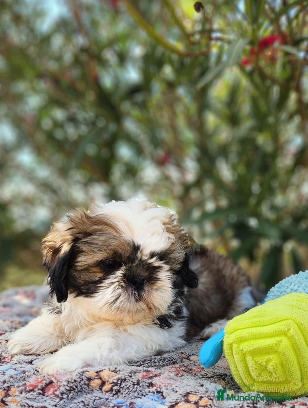 Shih Tzu perros en venta: SHIH TZU - Imagen 2