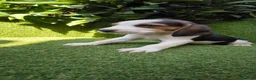 Beagle perros en venta: beagles tricolor 2 machos  - Anuncio 12