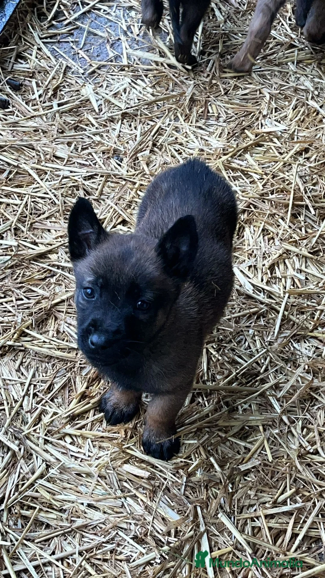 Pastor Belga Malinois perros en venta: Pastor belga malinois  en La Rioja - Anuncio 3