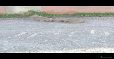 American Bully perros - Anuncio 2