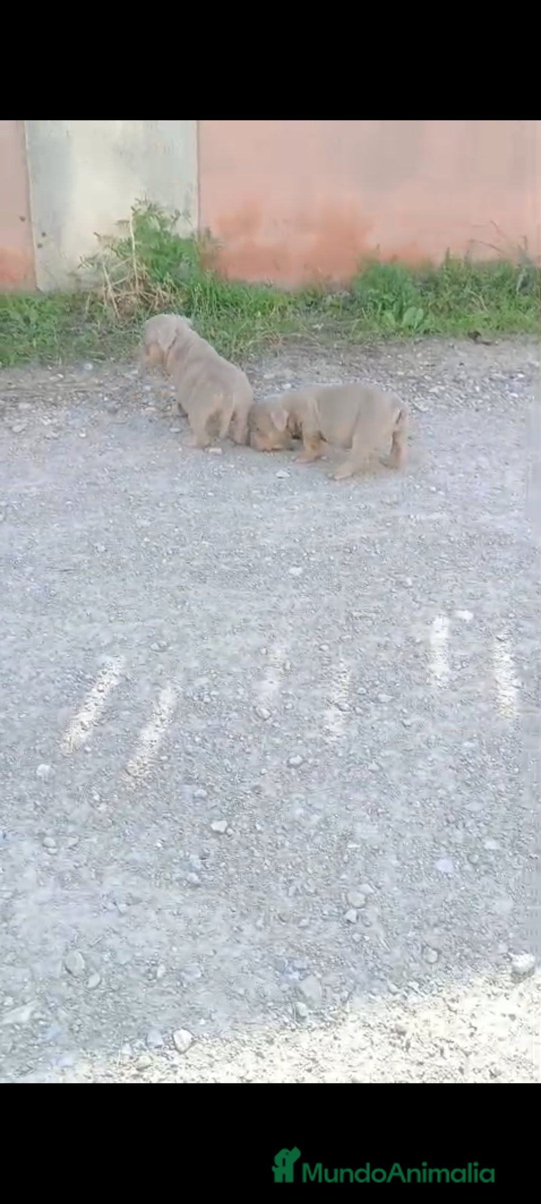 American Bully perros en venta: American bully pocket  - Imagen 3