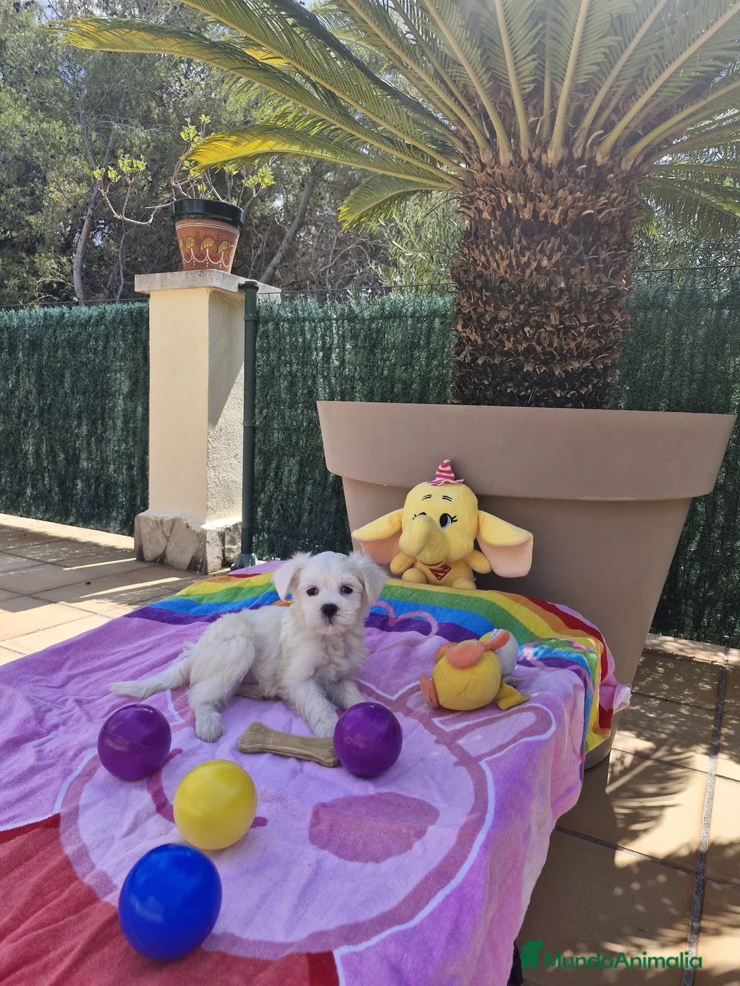 Bichón Maltés perros en venta: Bichón maltés - Anuncio 2