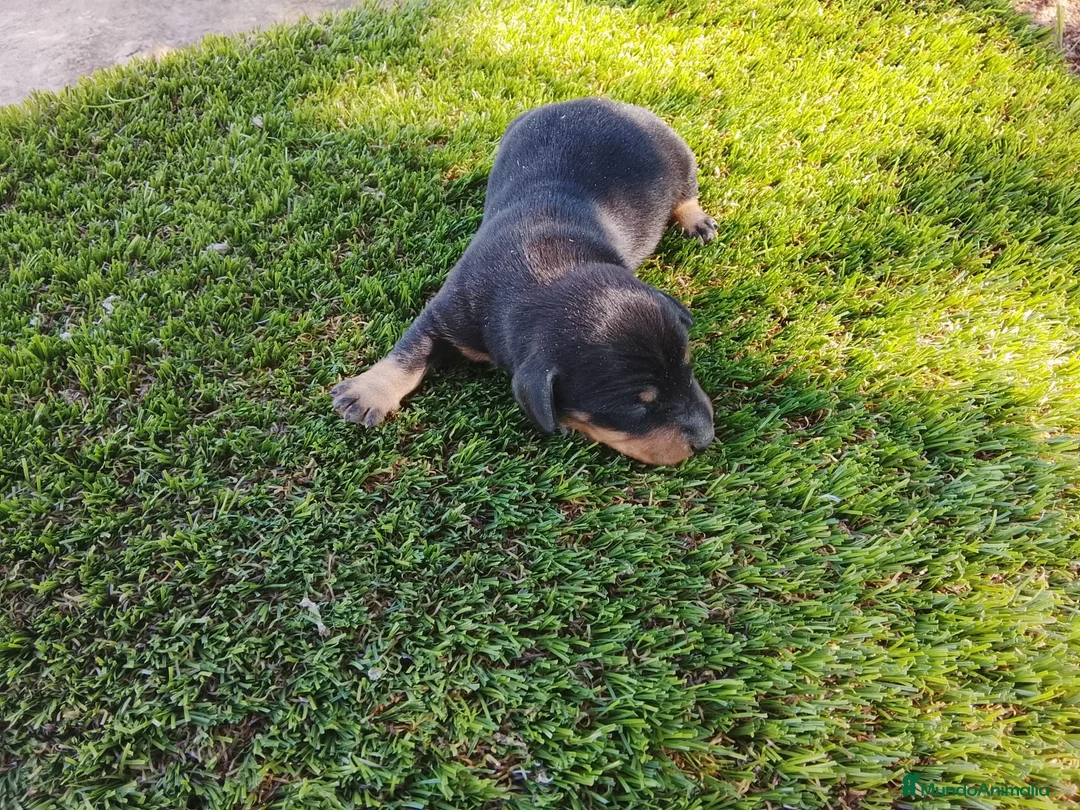 Teckel Miniatura perros en venta: Teckel kanichen y miniatura hembrita y macho - Anuncio 5