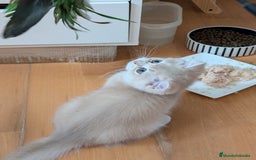 Británico de Pelo Corto gatos en venta: British shorthair en variedad golden - Imagen 9