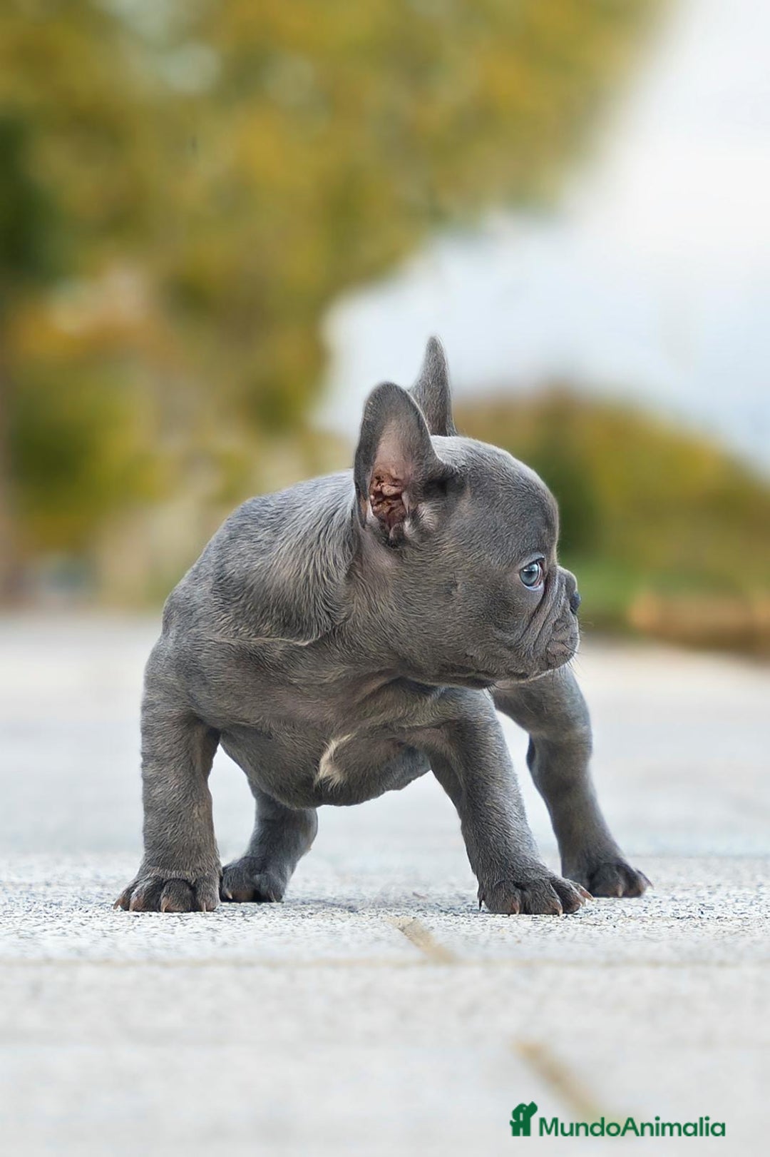 Bulldog Francés perros en venta: Bulldog francés  - Imagen 2
