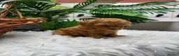 Caniche Toy perros en venta: CANICHE TOY-MUY PEQUEÑITO - Anuncio 4