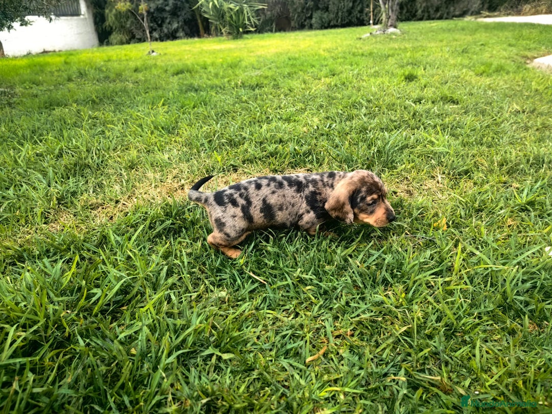 Teckel Miniatura perros en venta: Teckel miniatura  - Anuncio 10