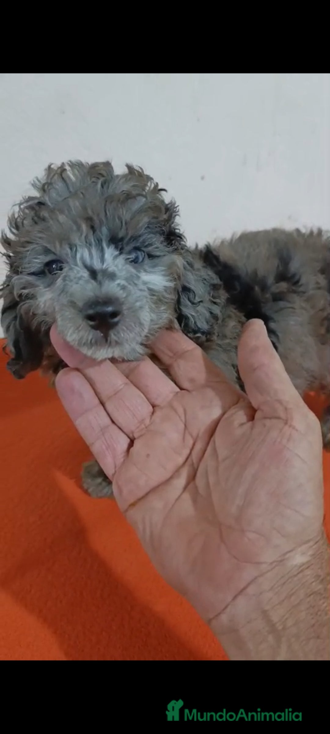 Caniche Toy perros en venta: Exclusivos caniche toy exóticos!!! - Imagen 3