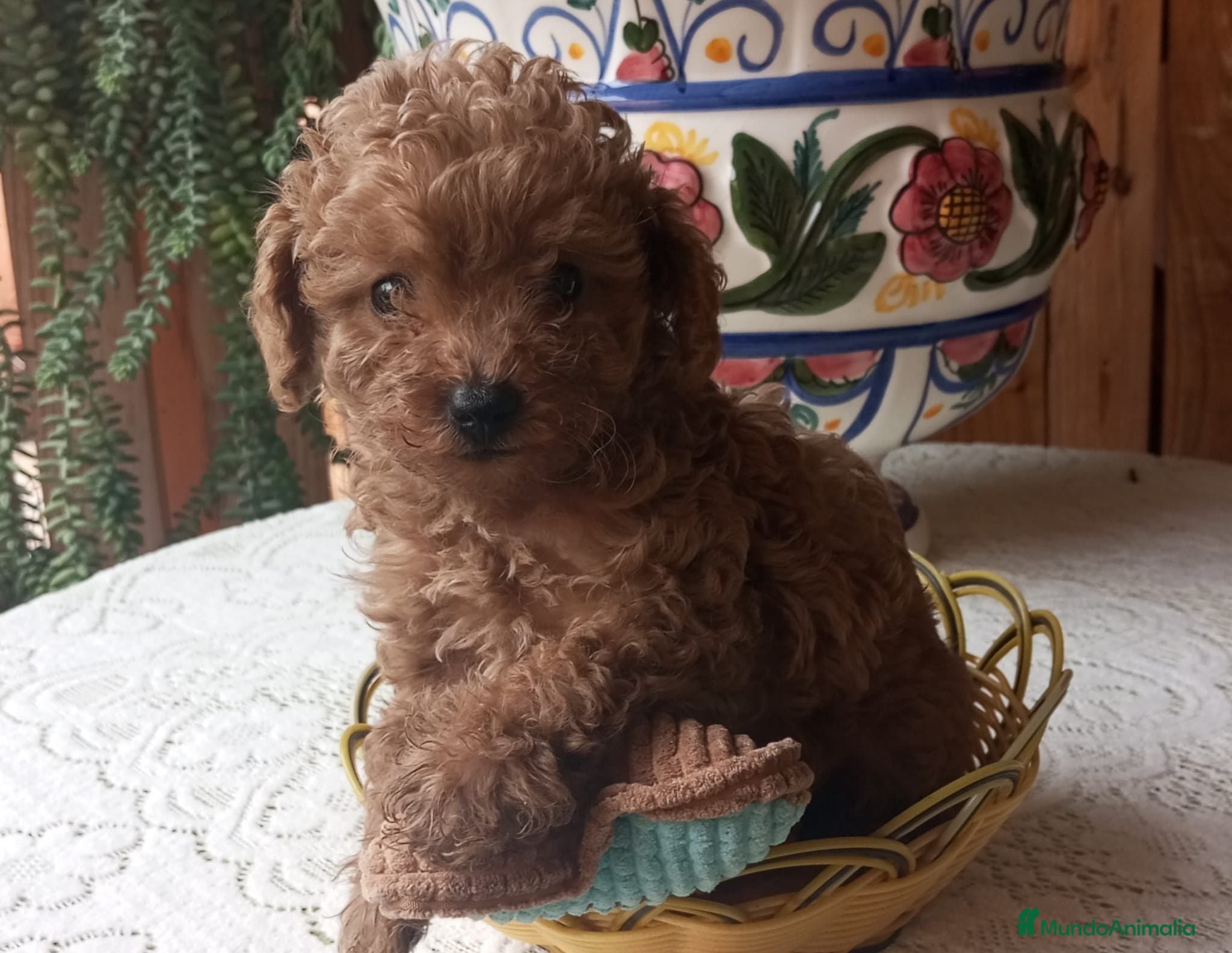 Caniche Toy perros Precioso caniche Toy Apricot/Rojo - Anuncio 2