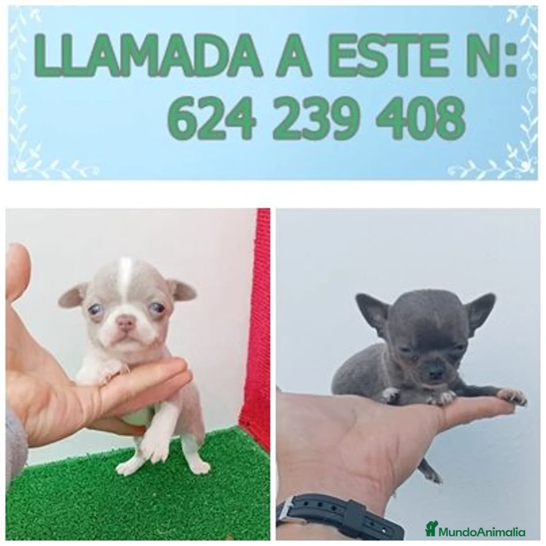 Chihuahua perros en venta: PRECIOSOS CHIHUAHUA RUSO Y ASIÁTICO   - Anuncio 2