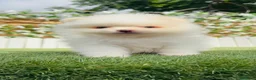 Pomerania perros en venta: POMERANIA - Anuncio 12