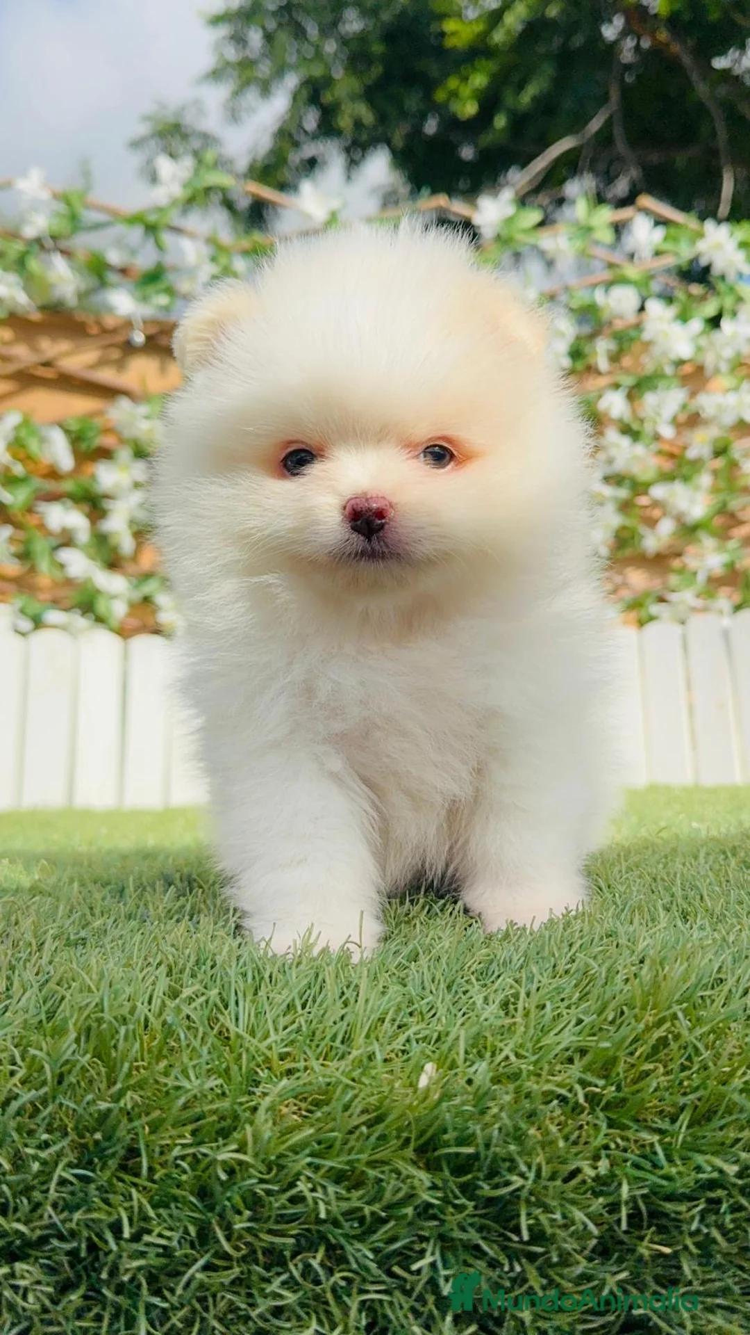 Pomerania perros en venta: POMERANIA - Anuncio 12