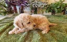 Caniche Toy perros en venta: CANICHE CALIDAD Y SELECCIÓN  - Imagen 8