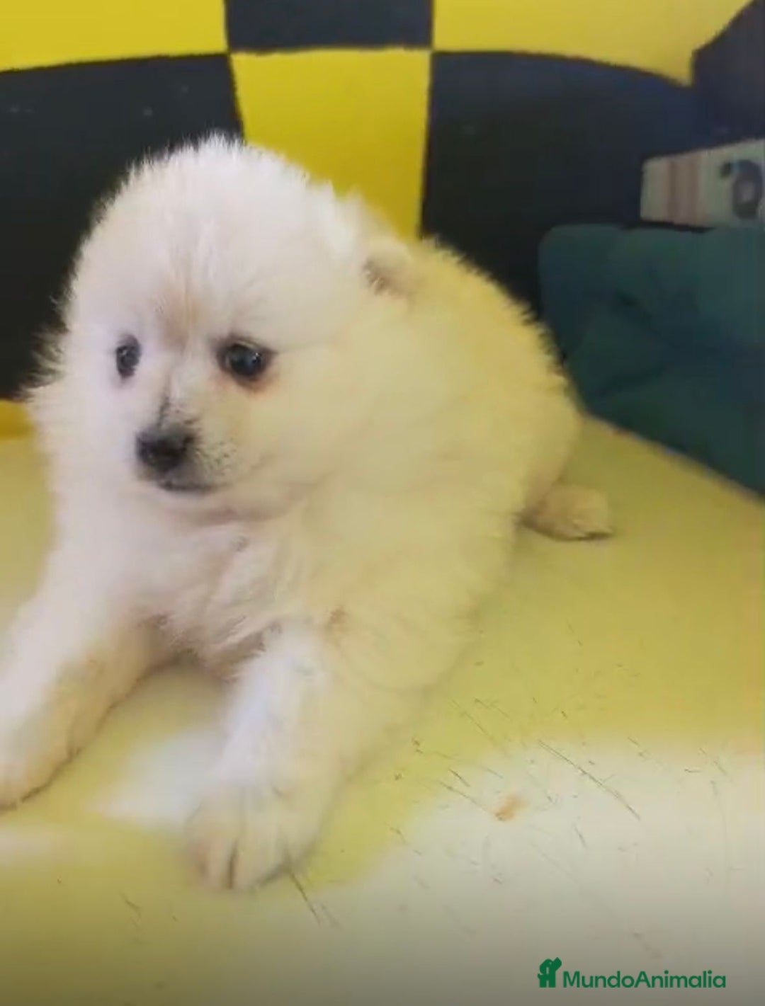 Pomerania perros en venta: Lulu pomerania toy  - Anuncio 12