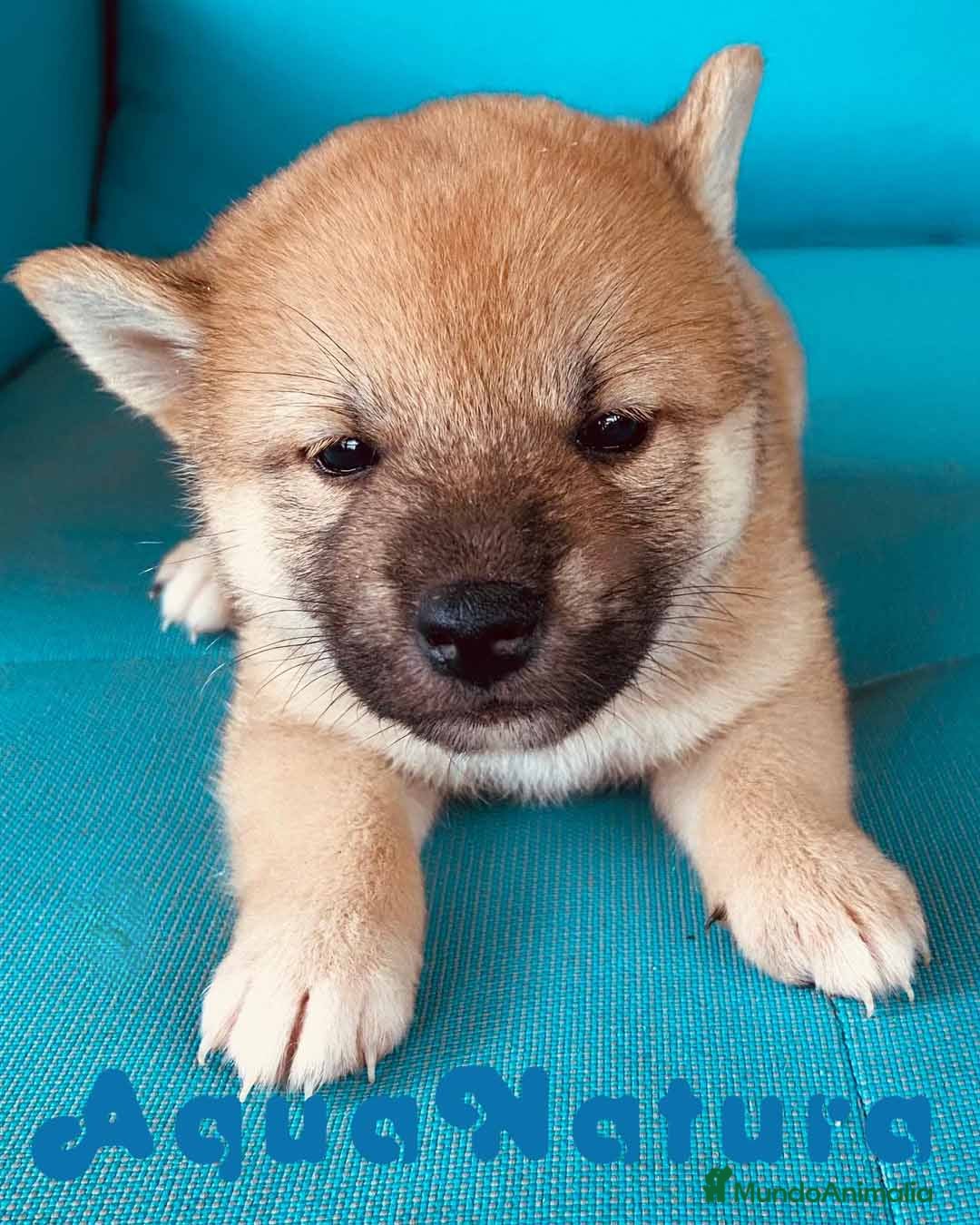 Shiba Inu perros Shiba Inu Hembra 2 de Magy - AQUANATURA en Barcelona - Anuncio 8