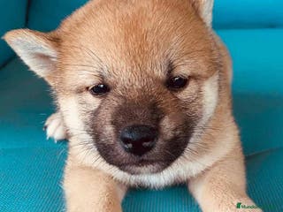 Shiba Inu perros Shiba Inu Hembra 2 de Magy - AQUANATURA en Barcelona - Anuncio 24