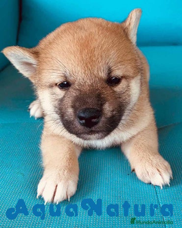 Shiba Inu perros en Barcelona - Anuncio 16