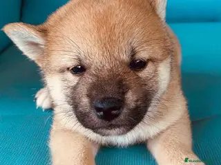 Shiba Inu perros Shiba Inu Hembra 2 de Magy - AQUANATURA en Barcelona - Anuncio 8