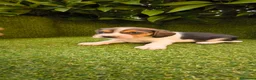 Beagle perros en venta: camada de beagles tricolor  - Anuncio 15