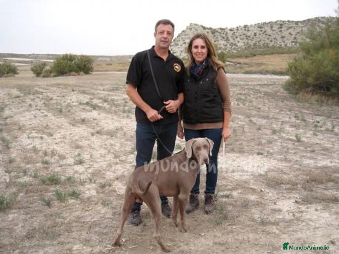 Imagen de galería {{count}}