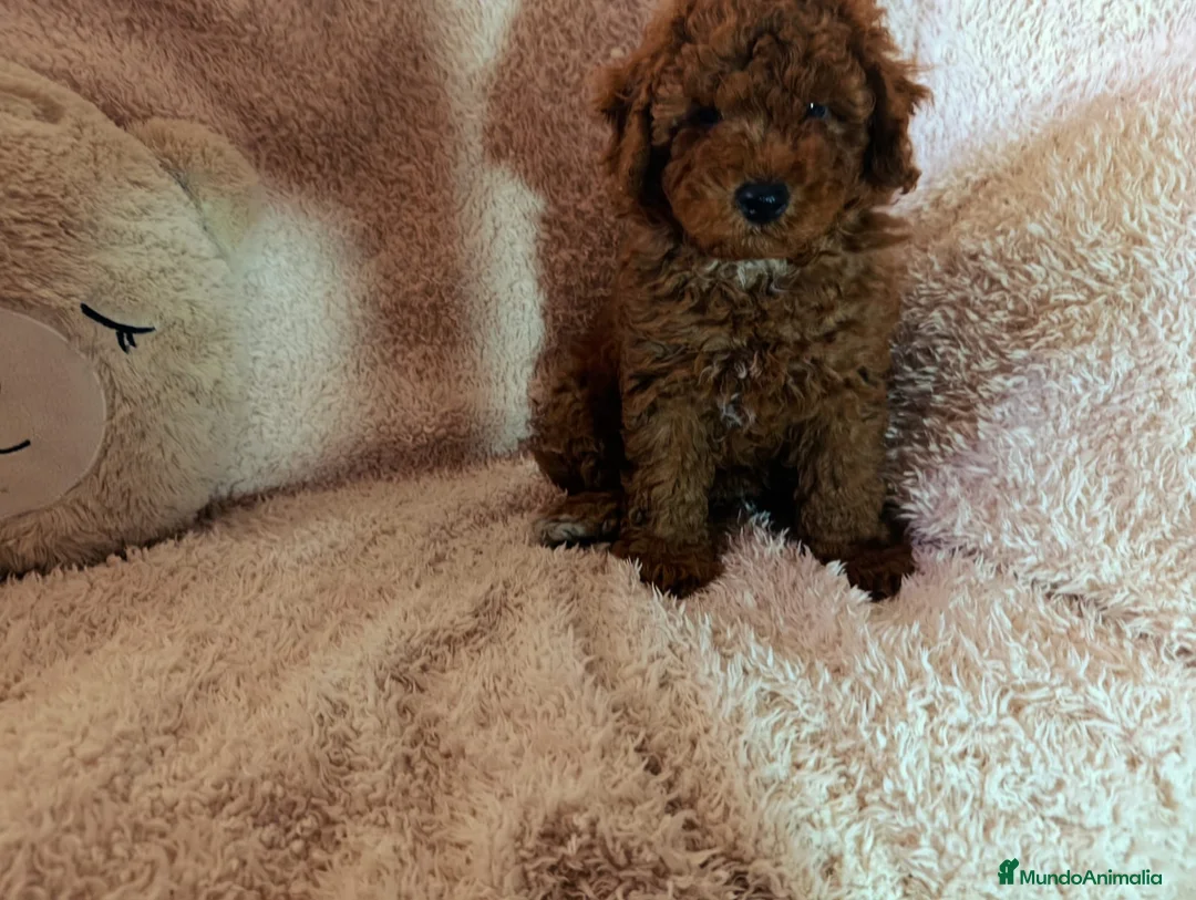 Caniche Toy perros en venta: ‼️‼️CANICHES 50% ASIÁTICOS  - Anuncio 2