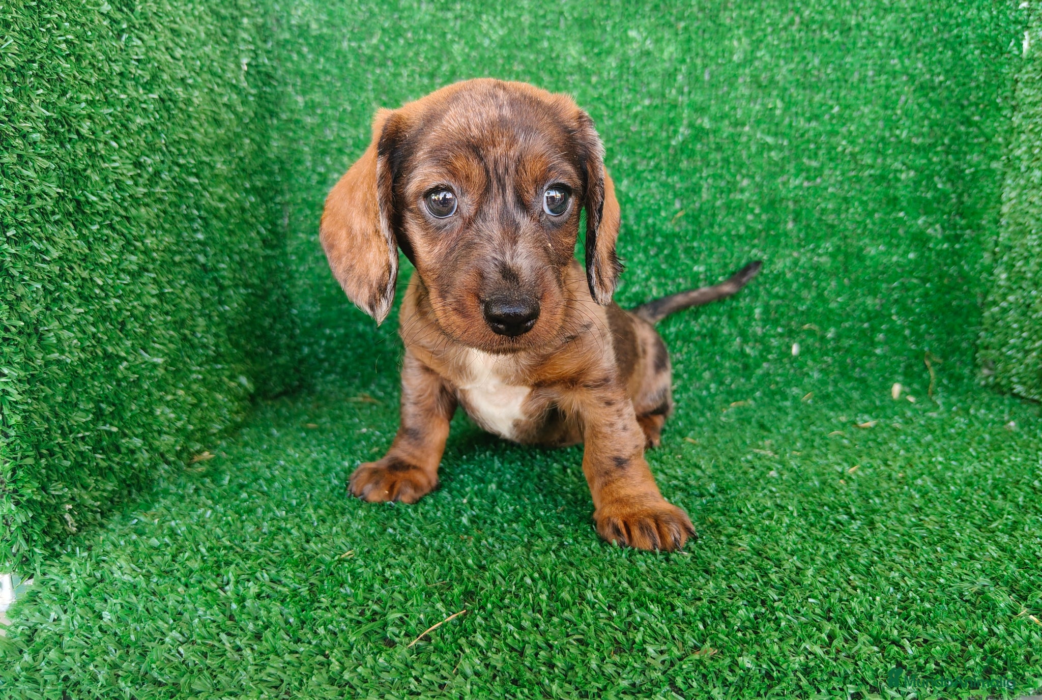 Teckel Miniatura perros en venta: Teckel miniatura  - Anuncio 7