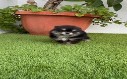 Pomerania perros en venta: POMERANIA HEMBRA DISPONIBLE - Imagen 5