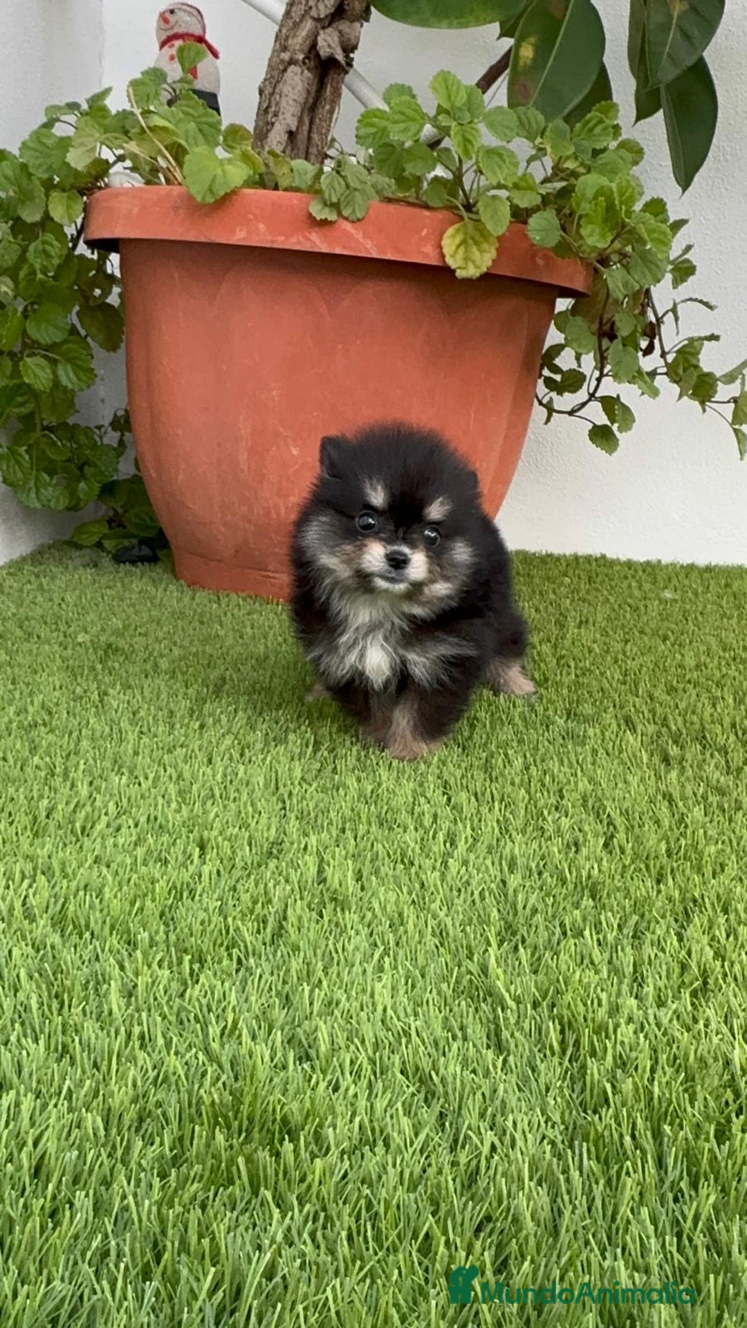 Pomerania perros en venta: POMERANIA HEMBRA DISPONIBLE - Imagen 5